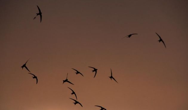 Let lastavica u sumrak. Photo: Dusko Marusic/PIXSELL