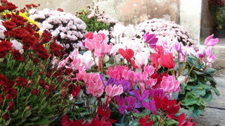 Gradska trznica uoci dana mrtvih, Foto: Mia Knezevic