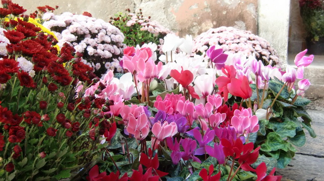 Gradska trznica uoci dana mrtvih, Foto: Mia Knezevic