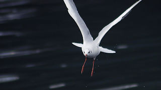 Zadarski galebovi (foto:Saša Čuka)