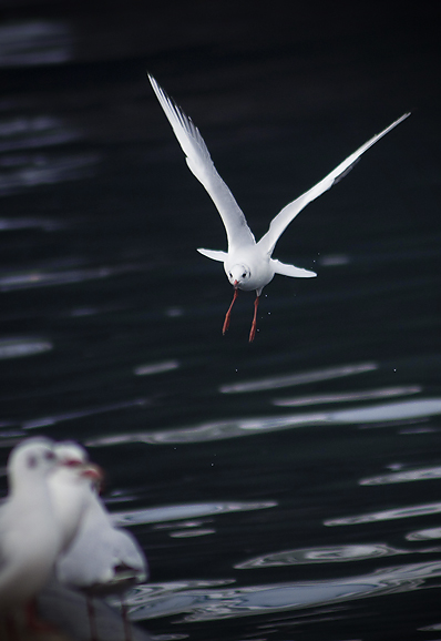 Zadarski galebovi (foto:Saša Čuka)
