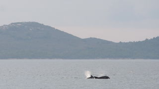 Zadar, 101211
Oni koji su se danas u pravo vrijeme nasli na zadarskoj rivi mogli su uzivati gledajuci jato od 6-7 dupina kako lovi ribu. Naime, u popodnevnim satima, zajedno s ribarima koji su krenuli u lov na lignje pojavili su se dupini i zadrzali se na