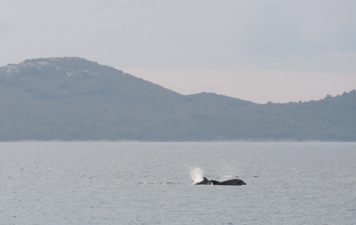 Zadar, 101211
Oni koji su se danas u pravo vrijeme nasli na zadarskoj rivi mogli su uzivati gledajuci jato od 6-7 dupina kako lovi ribu. Naime, u popodnevnim satima, zajedno s ribarima koji su krenuli u lov na lignje pojavili su se dupini i zadrzali se na