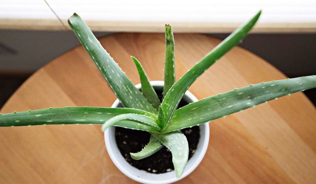 Aloe vera