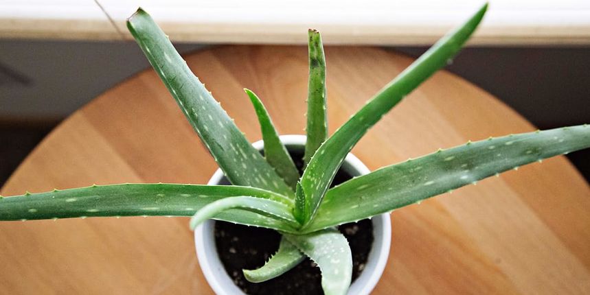 Aloe vera Aloe vera