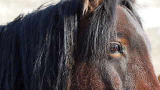 Libinje: Velebitski divlji konji, Foto: Leo Banić