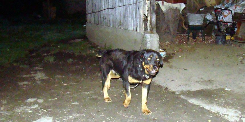 Rotvajler Astor napao dijete