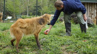 Zagreb, 080412.
U Zooloskom vrtu grada Zagreba neke od zivotinja tradicionalno su bile pocascene uskrsnim jajima. U sarenim pisanicama uzivali su lemuri, smedji kapucini, nosati rakuni, grivasti vukovi i ogrlicaste pekarije.
Na fotografiji: Djelatnici pos Zagreb, 080412.
U Zooloskom vrtu grada Zagreba neke od zivotinja tradicionalno su bile pocascene uskrsnim jajima. U sarenim pisanicama uzivali su lemuri, smedji kapucini, nosati rakuni, grivasti vukovi i ogrlicaste pekarije.
Na fotografiji: Djelatnici pos