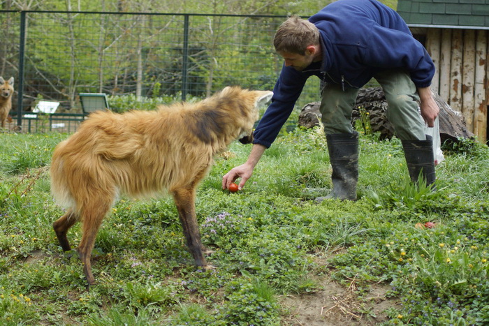 Zagreb, 080412.
U Zooloskom vrtu grada Zagreba neke od zivotinja tradicionalno su bile pocascene uskrsnim jajima. U sarenim pisanicama uzivali su lemuri, smedji kapucini, nosati rakuni, grivasti vukovi i ogrlicaste pekarije.
Na fotografiji: Djelatnici pos Zagreb, 080412.
U Zooloskom vrtu grada Zagreba neke od zivotinja tradicionalno su bile pocascene uskrsnim jajima. U sarenim pisanicama uzivali su lemuri, smedji kapucini, nosati rakuni, grivasti vukovi i ogrlicaste pekarije.
Na fotografiji: Djelatnici pos