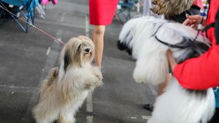 Izložba pasa na Zagrebačkom velesajmu Izložba pasa na Zagrebačkom velesajmu