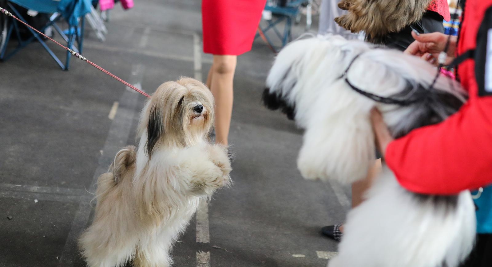 Izložba pasa na Zagrebačkom velesajmu Izložba pasa na Zagrebačkom velesajmu