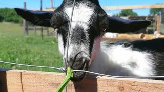 Libretići na snimanju spota u Ponylandu Libretići na snimanju spota u Ponylandu