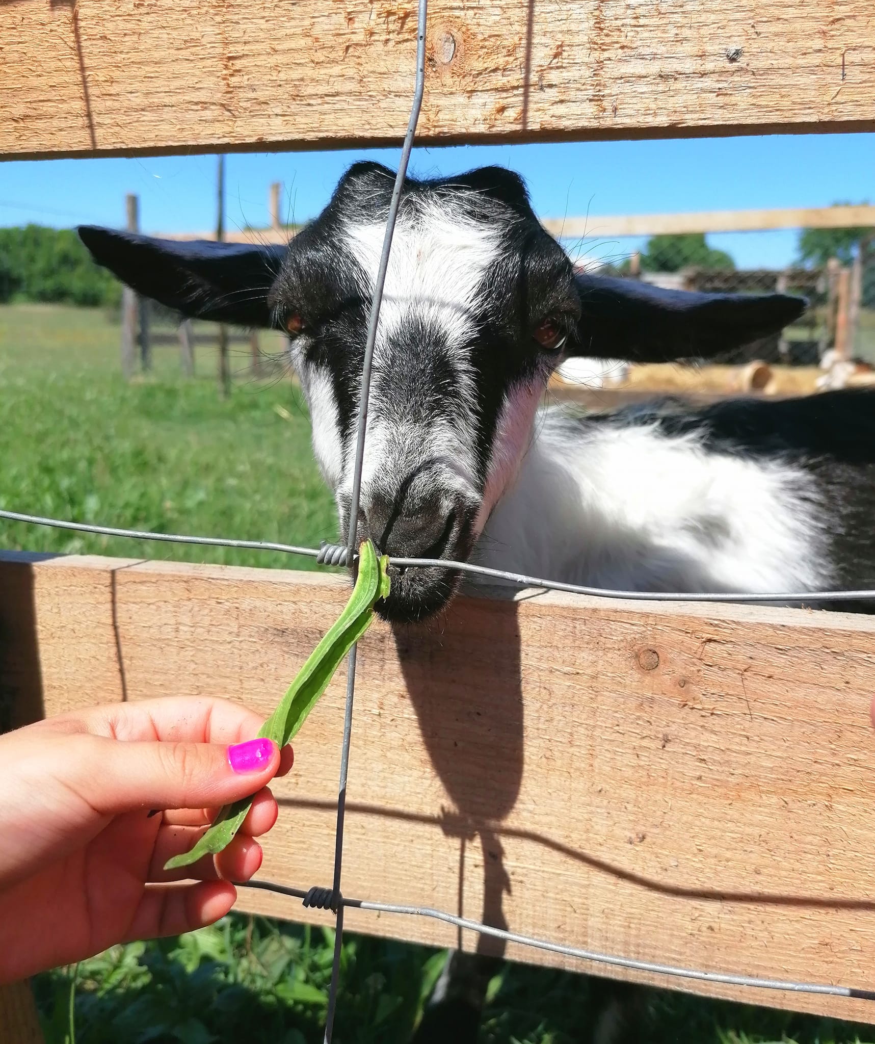Libretići na snimanju spota u Ponylandu Libretići na snimanju spota u Ponylandu