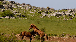 Velebitski divlji konji, Foto: Leo Banić
