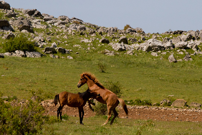 Velebitski divlji konji, Foto: Leo Banić