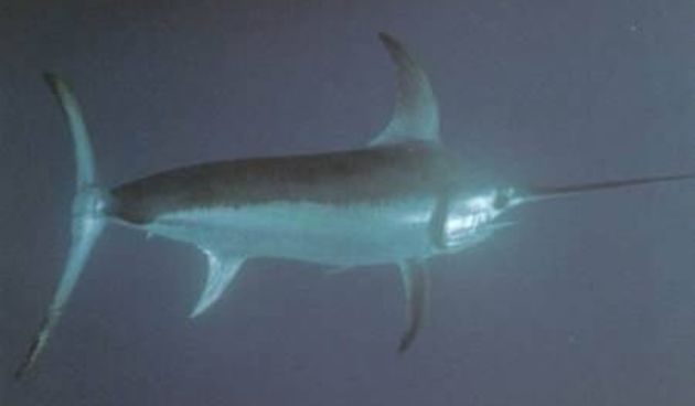 Kupačicu u Bakarcu ozlijedila sabljarka?, foto: novilist