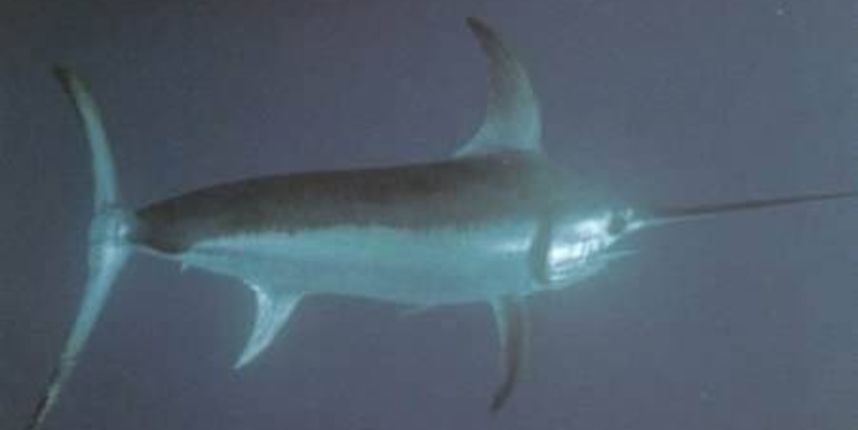 Kupačicu u Bakarcu ozlijedila sabljarka?, foto: novilist Kupačicu u Bakarcu ozlijedila sabljarka?, foto: novilist