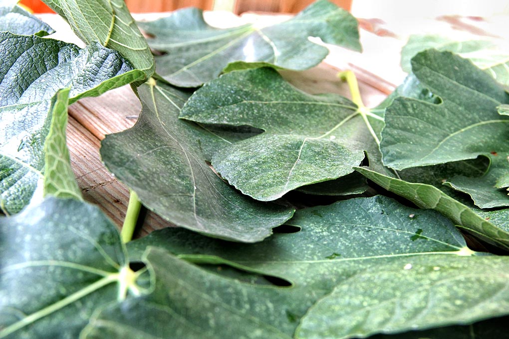 Sajam smokava na Poljani Šime budinića/Festival smokava/smokve, foto: I. Perinčić