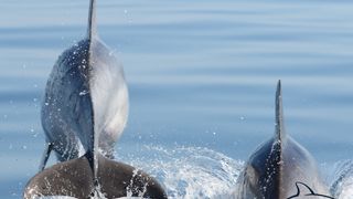 Razigrani dupini na Kornatima i kod Dugog otoka