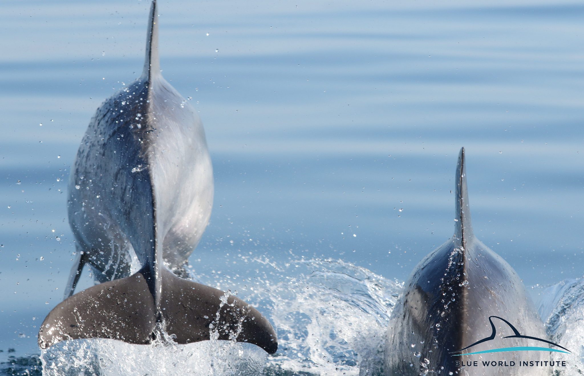 Razigrani dupini na Kornatima i kod Dugog otoka