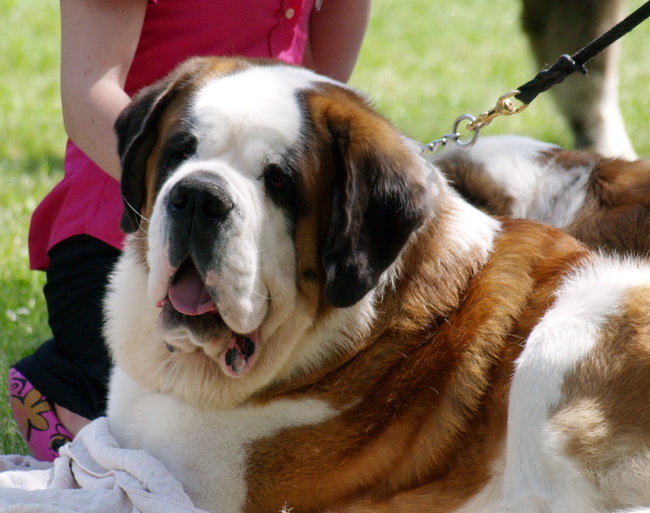 Zadar: Medjunarodna izlozba pasa CACIB 1. svibnja 2010.