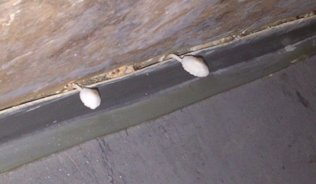 Split: Na Zaraznom odjelu KBC-a rastu gljive po zidovima!( Foto:Index.hr)