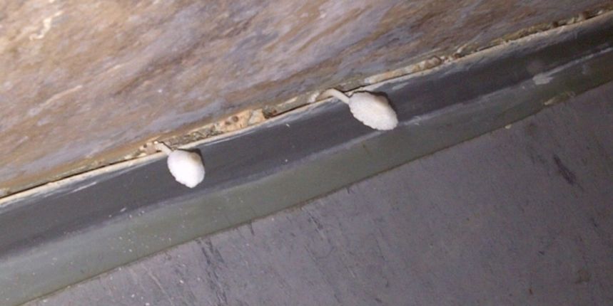 Split: Na Zaraznom odjelu KBC-a rastu gljive po zidovima!( Foto:Index.hr)