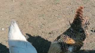 Libretići na snimanju spota u Ponylandu Libretići na snimanju spota u Ponylandu