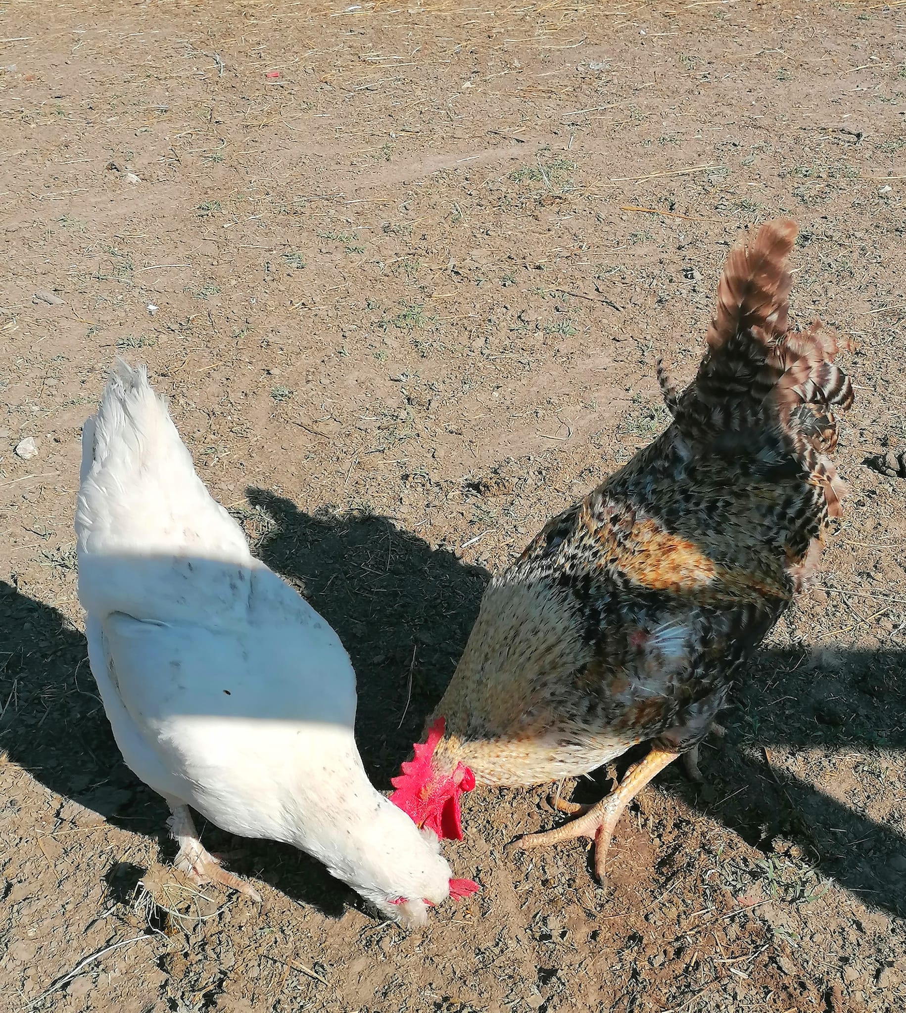 Libretići na snimanju spota u Ponylandu Libretići na snimanju spota u Ponylandu