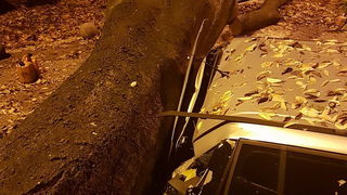 Jak vjetar srušio stablo na parkirane automobile kod OŠ Petar Preradović na Poluotoku