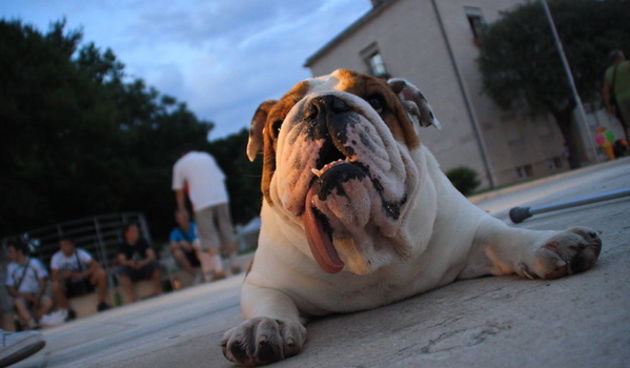 Djir po gradu 1. srpnja 2009., pas, buldog