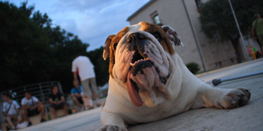 Djir po gradu 1. srpnja 2009., pas, buldog Djir po gradu 1. srpnja 2009., pas, buldog