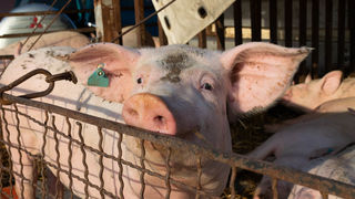 Benkovački sajam 09.06.2021