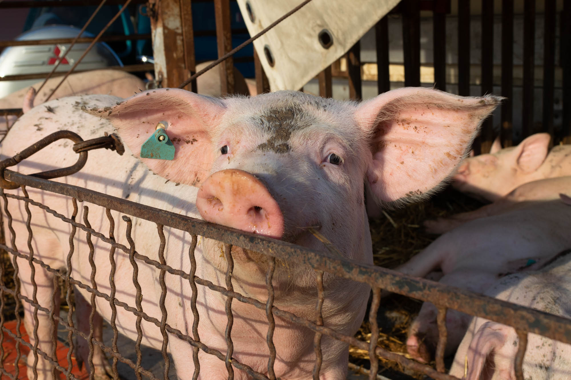 Benkovački sajam 09.06.2021