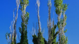 Skitnja gradom 9. svibnja 2013. Foto: Roberto Lerga Skitnja gradom 9. svibnja 2013. Foto: Roberto Lerga