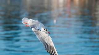 Đir po gradu, 17. siječnja 2025.