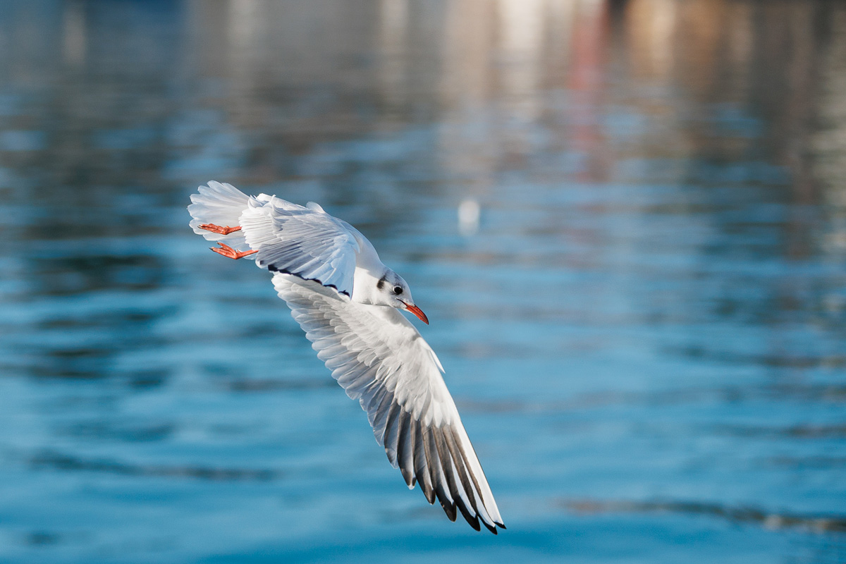 Đir po gradu, 17. siječnja 2025.