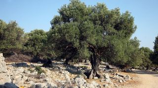 Lun: u posjeti tisućljetnom masliniku, Foto: Luka Stanzl/PIXSELL Lun: u posjeti tisućljetnom masliniku, Foto: Luka Stanzl/PIXSELL