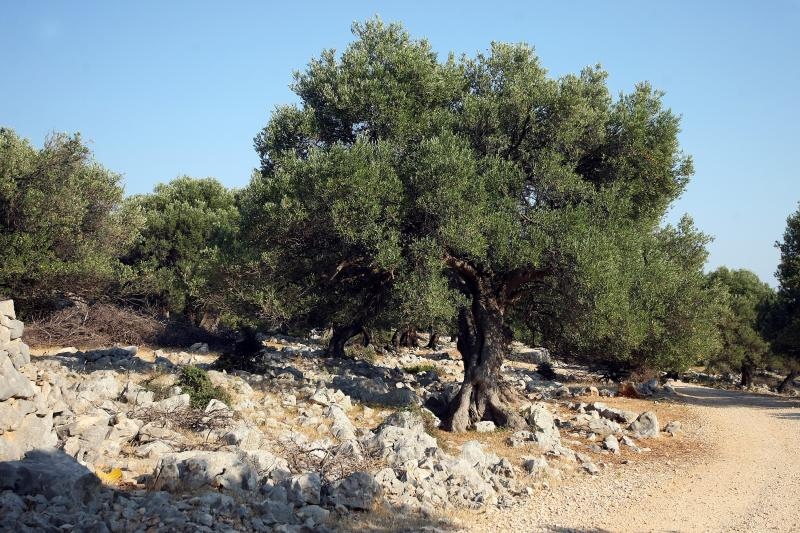 Lun: u posjeti tisućljetnom masliniku, Foto: Luka Stanzl/PIXSELL Lun: u posjeti tisućljetnom masliniku, Foto: Luka Stanzl/PIXSELL