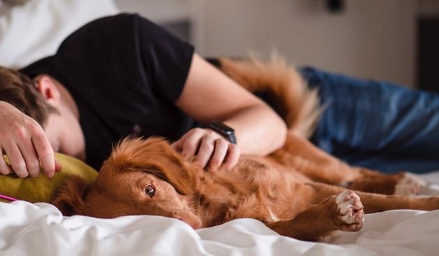 Pas, djete, spavanje