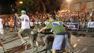 Tisno: 7. Međunarodna trka tovarov, Foto: Edin Kadić Tisno: 7. Međunarodna trka tovarov, Foto: Edin Kadić
