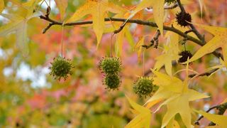 Prekrasne boje bjelovarske jeseni, Photo: Damir Špehar/PIXSELL