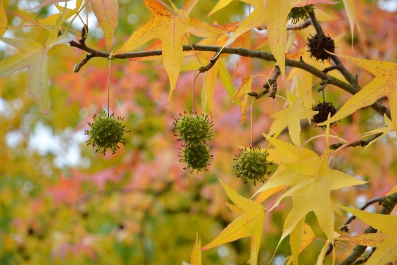 Prekrasne boje bjelovarske jeseni, Photo: Damir Špehar/PIXSELL