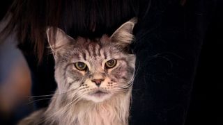 Pogledajte kako je bilo na Međunarodnoj izložbi mačaka u Westgateu