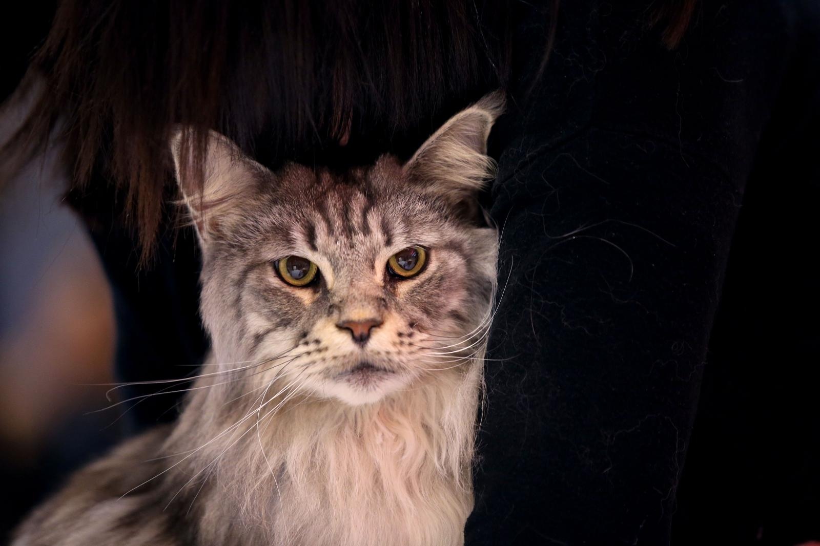 Pogledajte kako je bilo na Međunarodnoj izložbi mačaka u Westgateu