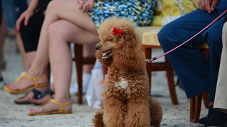 Međunarodni hrvački turnir “Zadar Open 2016.” na Forumu