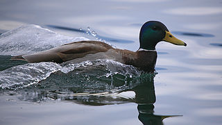 Bled i Bledsko jezero Bled i Bledsko jezero
