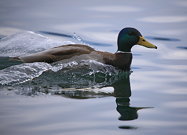 Bled i Bledsko jezero Bled i Bledsko jezero