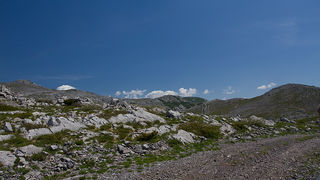 Divlji konji Velebita, foto: Leo Banic