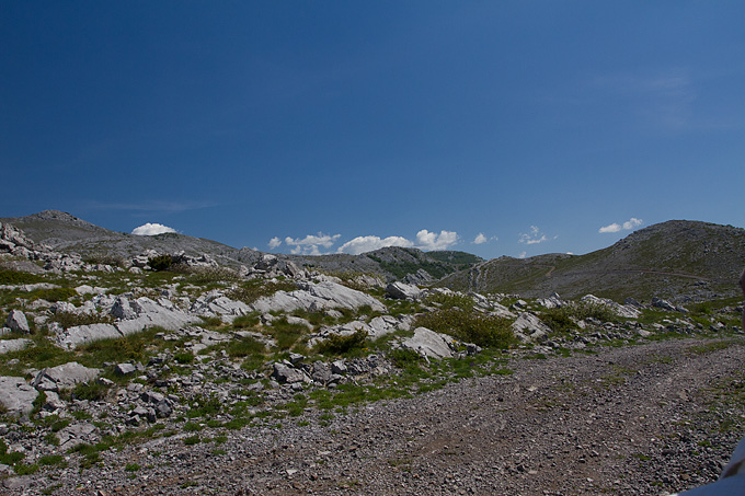 Divlji konji Velebita, foto: Leo Banic